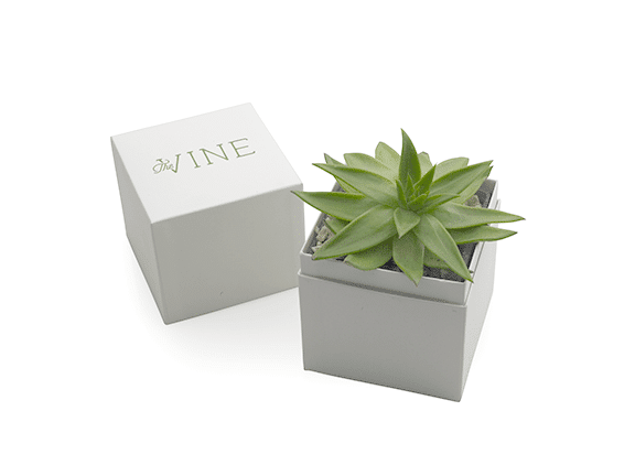 the-vine-succulents-gift-box-single